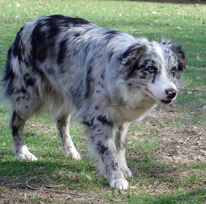 australian-shepherd-dog-blue-merle – From Wyoming, with